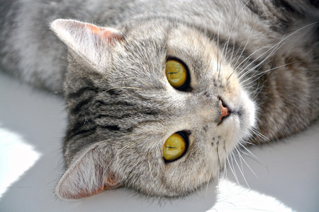 British catの写真素材