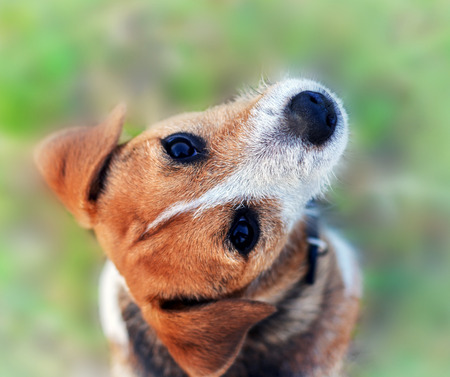 Cute beagle puppy. Dog on natural backgroundの写真素材