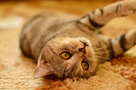 Cute british catの写真素材