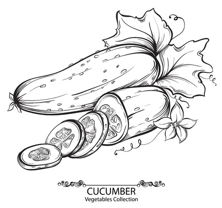 Cucumbers. Vector hand drawn vegetables isolated on white backgroundのイラスト素材