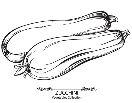 Zucchini. Vector hand drawn vegetables isolated on white backgroundのイラスト素材