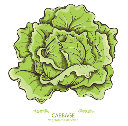 Cabbage. Vector hand drawn vegetables isolated on white backgroundのイラスト素材