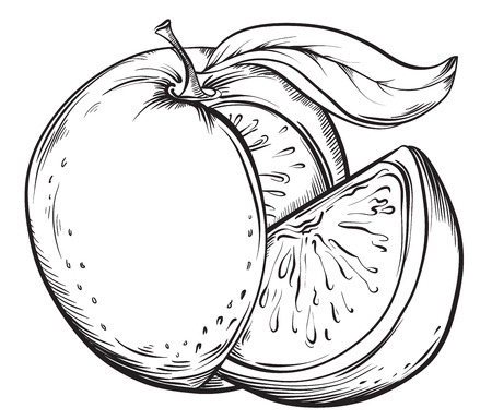Grapefruit or orange. Vector hand drawn fruit. Vintage sketch style illustration.のイラスト素材