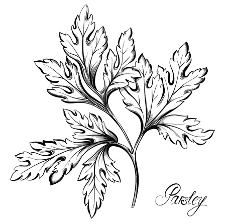 Parsley branch with leaves isolated on white background. Kitchen herbs and spices. Hand drawn vector illustrationのイラスト素材