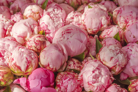 Bouquet of peony flowers on the farmers market, shallow depth of field.の写真素材