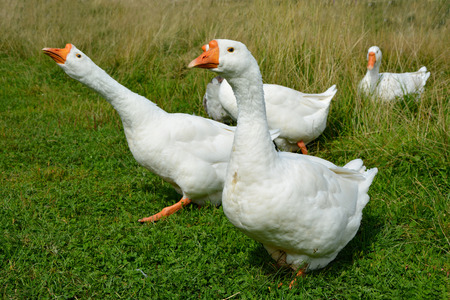 Domestic geese standing on fresh green grass on the meadowの写真素材
