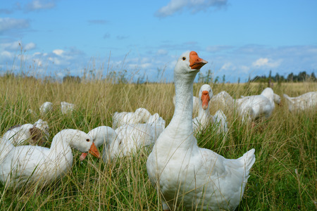 Domestic geese on the meadowの写真素材