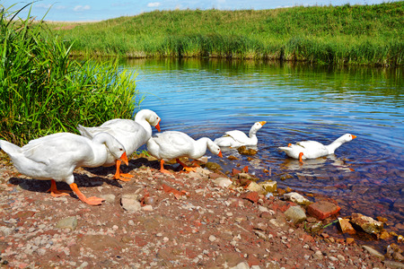 Rural summer landscape. Domestic white geese swimming in the riverの写真素材