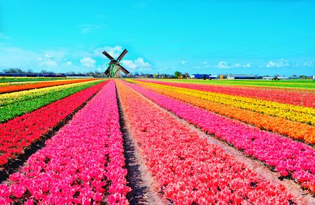 Dutch windmill and colorful tulips flowers in Holland, Netherlandsの写真素材
