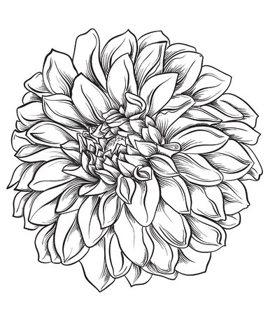 Doodle sketch of the flower asterのイラスト素材