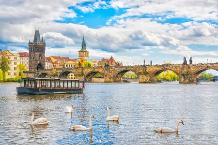 View on Charles bridge and swans on Vltava river in Prague at sunset, Czech Republicの写真素材