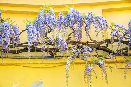 Wisteria flowers hanging on the wallの写真素材