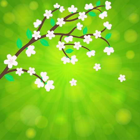 Cherry blossom, sakura branch with  flowers.  card vector templateのイラスト素材