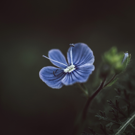 Beautiful striped blue flower germander speedwell, veronica chamaedrys, base vervain, birds-eye on dark green background. Close up macro.の写真素材