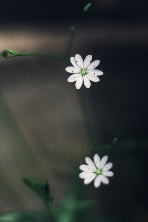 Small white flowers blooming stellaria holostea, chickweed, stitchwort in the forest and meadow on a gray background. Close up macro.の写真素材
