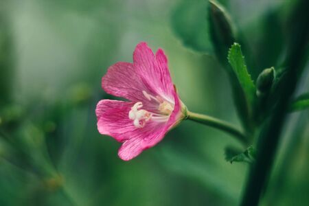 Bright pink flower codlins-and-cream, epilobium hirsutum, great hair willowherb, blooming sally, rose-bay on green background close up. Macro. Medicinal plant. Herbal tea. On a Sunny summer day.の写真素材