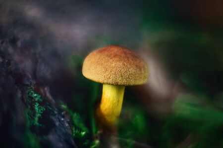 Bright beautiful yellow orange mushroom on a green blurred background close-up. Mossiness mushroom, xerocomus in the forest in the moss, macro. The mushroom cap looks like suede.の写真素材