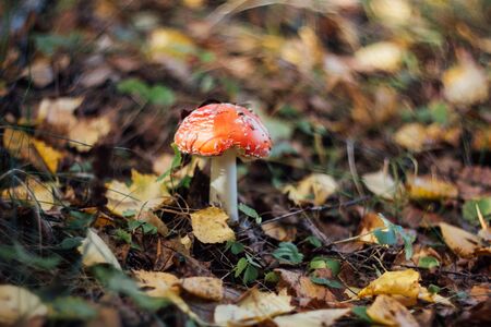 Red fly agaric on a blurred background of yellow autumn leaves close-up. Poisonous mushroom, macro. Mushroom with a red hat with white dots on a white leg. Autumn forest. Beautiful bokehの写真素材