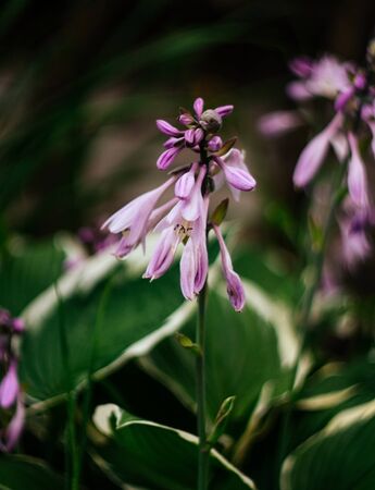 Beautiful purple flowers hosta, funkia on a green blurred background closeup. Decorative garden plant with large green leaves with white stripes. Purple macro flower.の写真素材