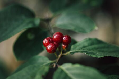 Poisonous red berries fly honeysuckle on a green background close up. Lonicera xylosteum,...