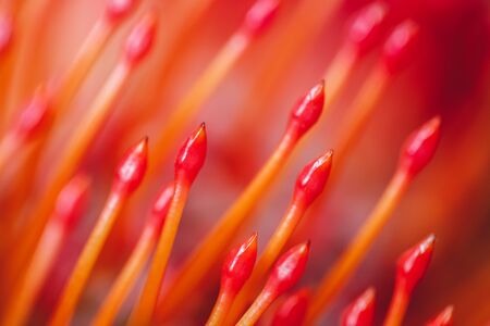 Red orange flower Pincushion Protea closeup macro. Abstract bright orange background and texture. Floral pattern.の写真素材