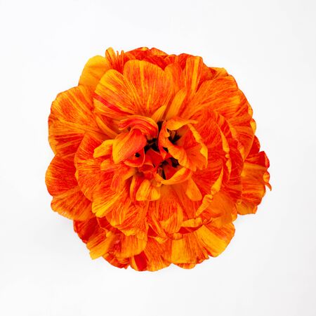 Tulip closeup on isolated white background. Bright beautiful yellow orange Terry Tulip top view....