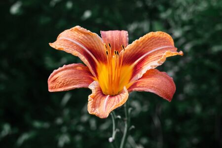 Bright beautiful orange daylily flower on a green background. Lily, hemerocallis with yellow black...