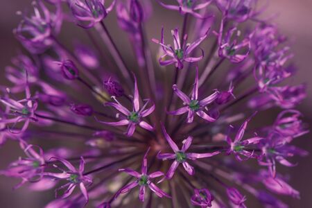 Purple flower background. Beautiful allium cristophii or persian onion close up. Floral patterns and texture. Flower for postcard, greeting card.の写真素材