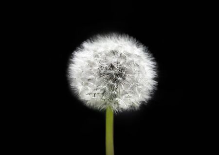 White dandelion on isolated black background. Fluffy dandelion seeds. Dandelion close up macro. A side view of a blooming flower head of the dandelion.の写真素材