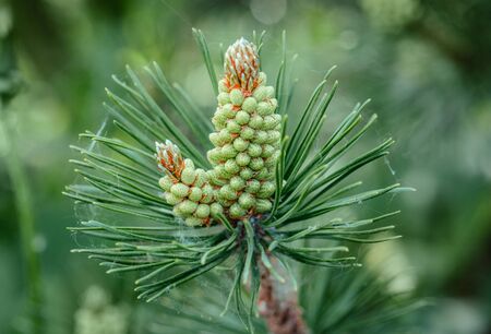 Pine blossom closeup. Pine branch with yellow pollen, cone in Sunny weather. Mountain pine blossoms....