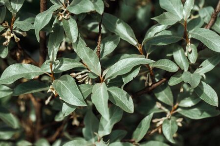 Silverberry, rabbitberry, elaeagnus commutata background. Silver leaves Silverberry closeup. Garden...