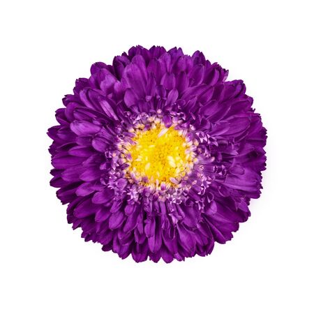 Beautiful purple Aster flower isolated on white background. Callistephus chinensis with bright purple petals and yellow middle. Aster closeup.の写真素材