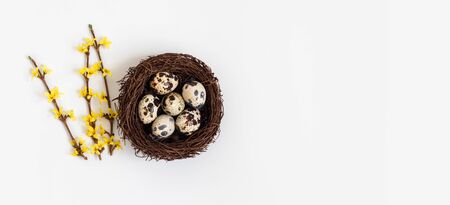 Beautiful Easter decoration with quail eggs in the nest and yellow forsythia flowers on a white background. Banner. Space for text. Top view, flat lay.の写真素材