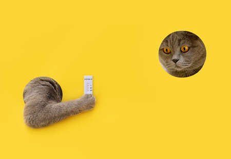 A British cat looks at the result of a coronavirus test. A cat's paw in a paper hole. Veterinary...