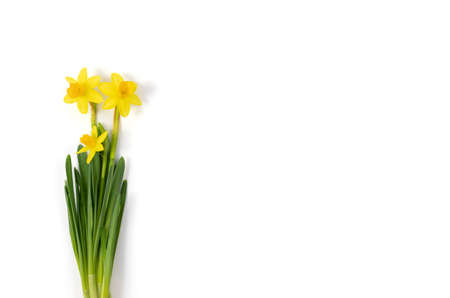 Yellow daffodil flowers or narcissus isolated on a white background. Spring flowers bouquet. Copy...