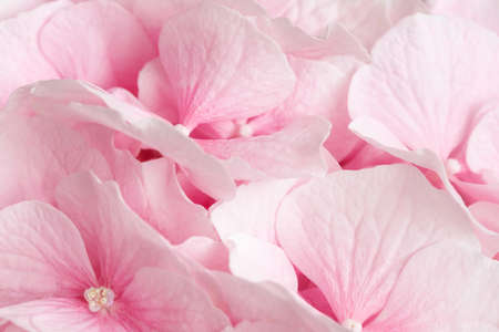 Pink hydrangea close up. Pink abstract flowers background. Macro flowers. Greeting cardの写真素材