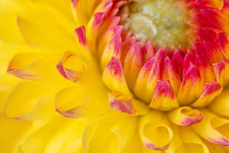 Yellow red dahlia close up. Abstract flower background. Macro dahlia icoon.の写真素材