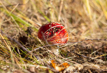 Fly agaric or amanita muscaria in dry grass. Red mushroom with white dots. Poisonous mushroom close...