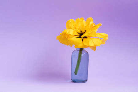 Flower in a vase. Yellow terry tulip in a vase on a purple background. Minimal composition for Valentines day, Mothers day. Copy space.の写真素材