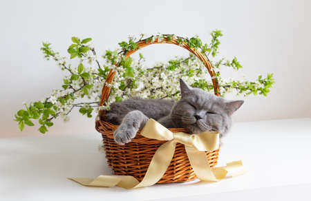 Sleeping British cat in a flower basket on a white background. Greeting card or Easter composition. Cat in cherry flowers.の写真素材