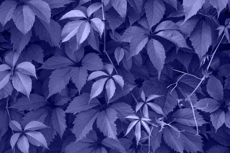 Violet leaves texture and background. Trendy color very peri in the 2022 year. Parthenocissus or...