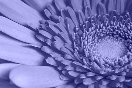 Beautiful violet gerbera background, macro. Color of the year 2022 Very Peri. Violet daisy flower close-up. Valentines card.の写真素材