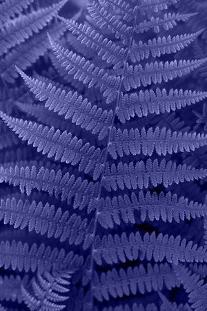 Violet fern closeup. Color of the year 2022 Very Peri. Floral texture and background, pattern. Textured leaves.の写真素材