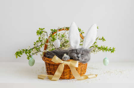 Sleeping cat with bunny ears in a spring flower basket. Easter greeting card with a British shorthair cat. Beautiful Easter composition.の写真素材