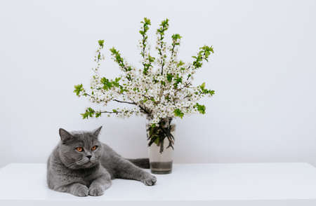 British shorthair cat and a spring bouquet of cherry blossoms on a white table. Space for text.の写真素材