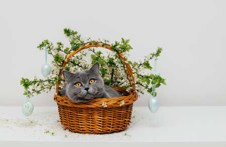 Easter cat in a basket with spring flowers and decorative eggs on a white background. easter greeting card. copyspace. British shorthair blue cat.の写真素材