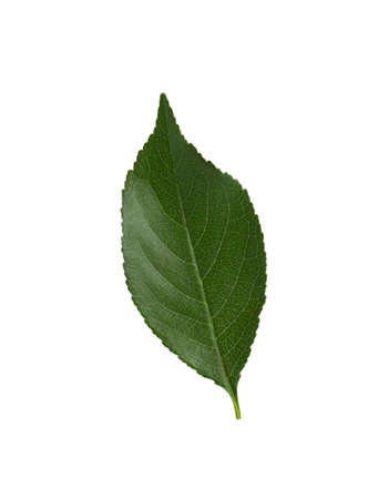 Cherry leaf isolated. Green leaf on a white background.