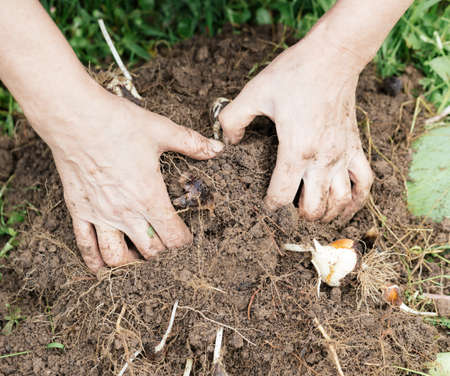 Female hands prepare the ground for planting seeds. gardening. Farmer dirty hands in the ground. organic soil.の写真素材