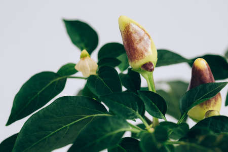 Decorative pepper on a bush close up. Small chili peppers on a white background. Jalapeno pepper grown in a flower pot. vegetable garden at home.の写真素材
