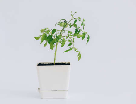Green cherry tomatoes grown in a flower pot on a white background. vegetable garden at home. Tomatoes grown in a pot. copyspace.の写真素材